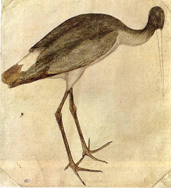 Stork, PISANELLO